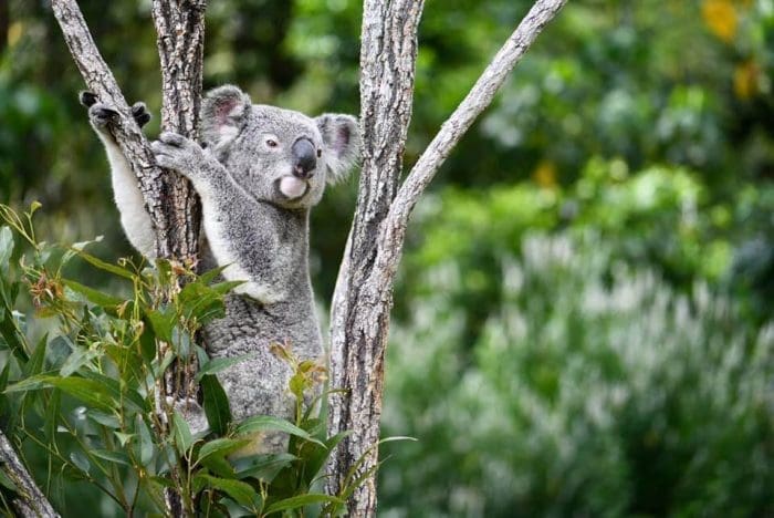 Australia Zoo Koalas