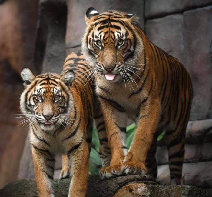 Australia Zoo Tigers