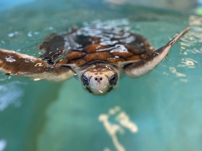 Sea Life Turtles