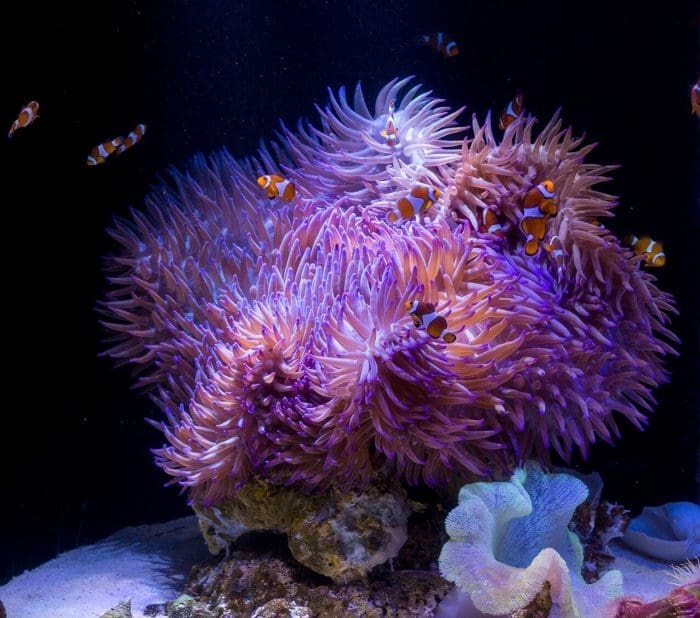 Sea Life Corals