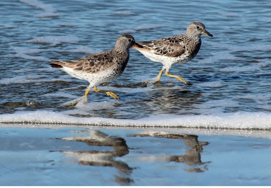 Sunshine Coast Shorebird Festival 2024