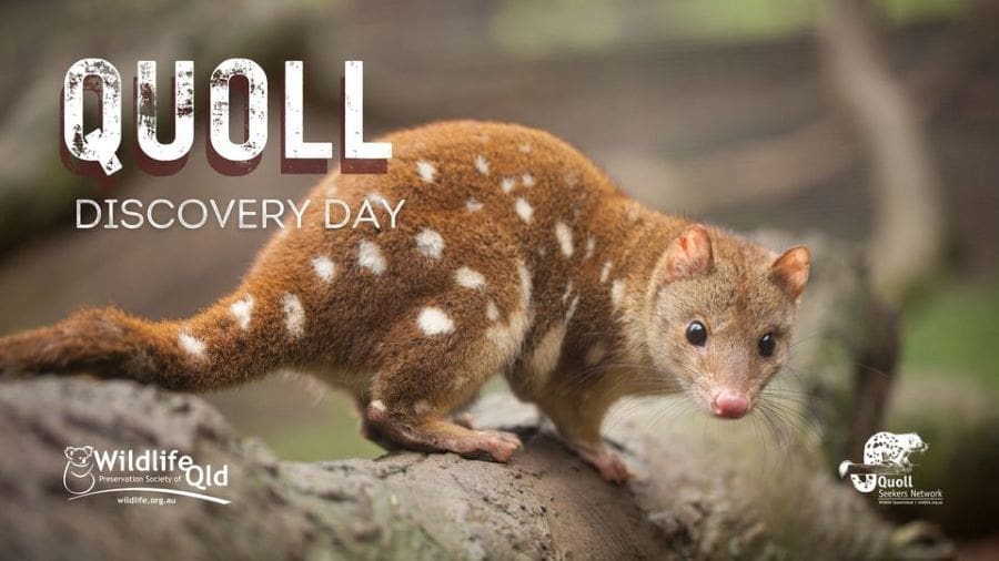 Join Wildlife Queensland Quoll Discovery Day